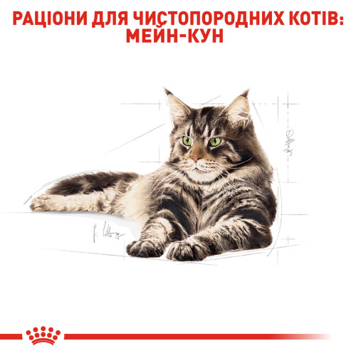 Сухий корм для дорослих котів ROYAL CANIN MAINECOON ADULT 2 кг